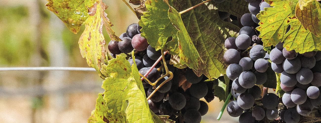 Nero d'Avola